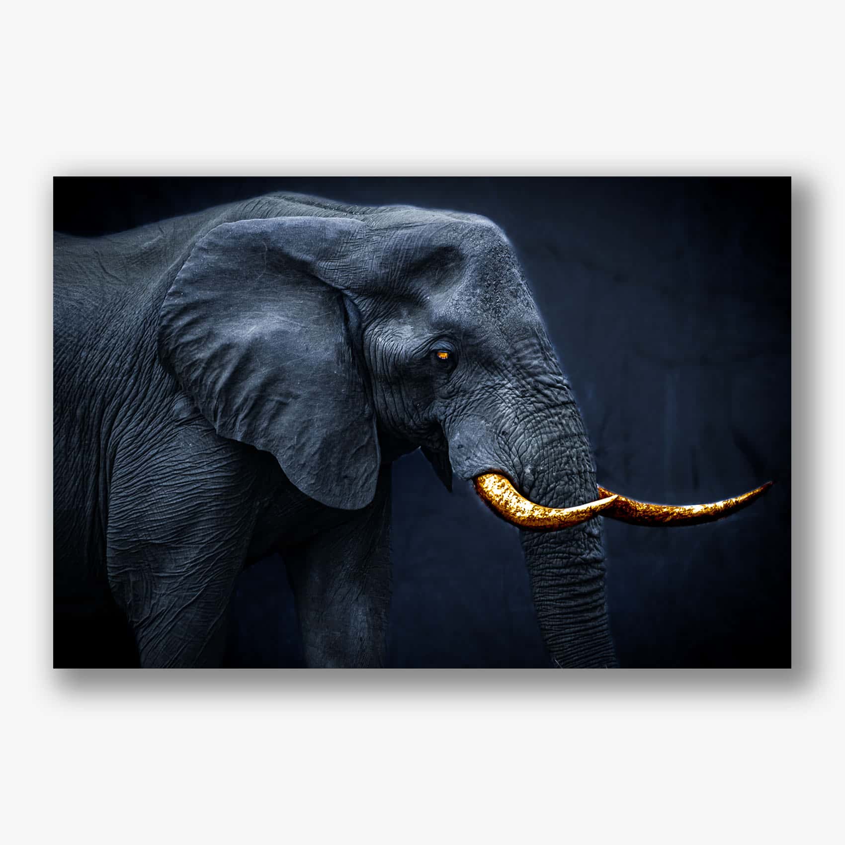 Donkere olifant met gouden slagtanden en een diepblauwe achtergrond