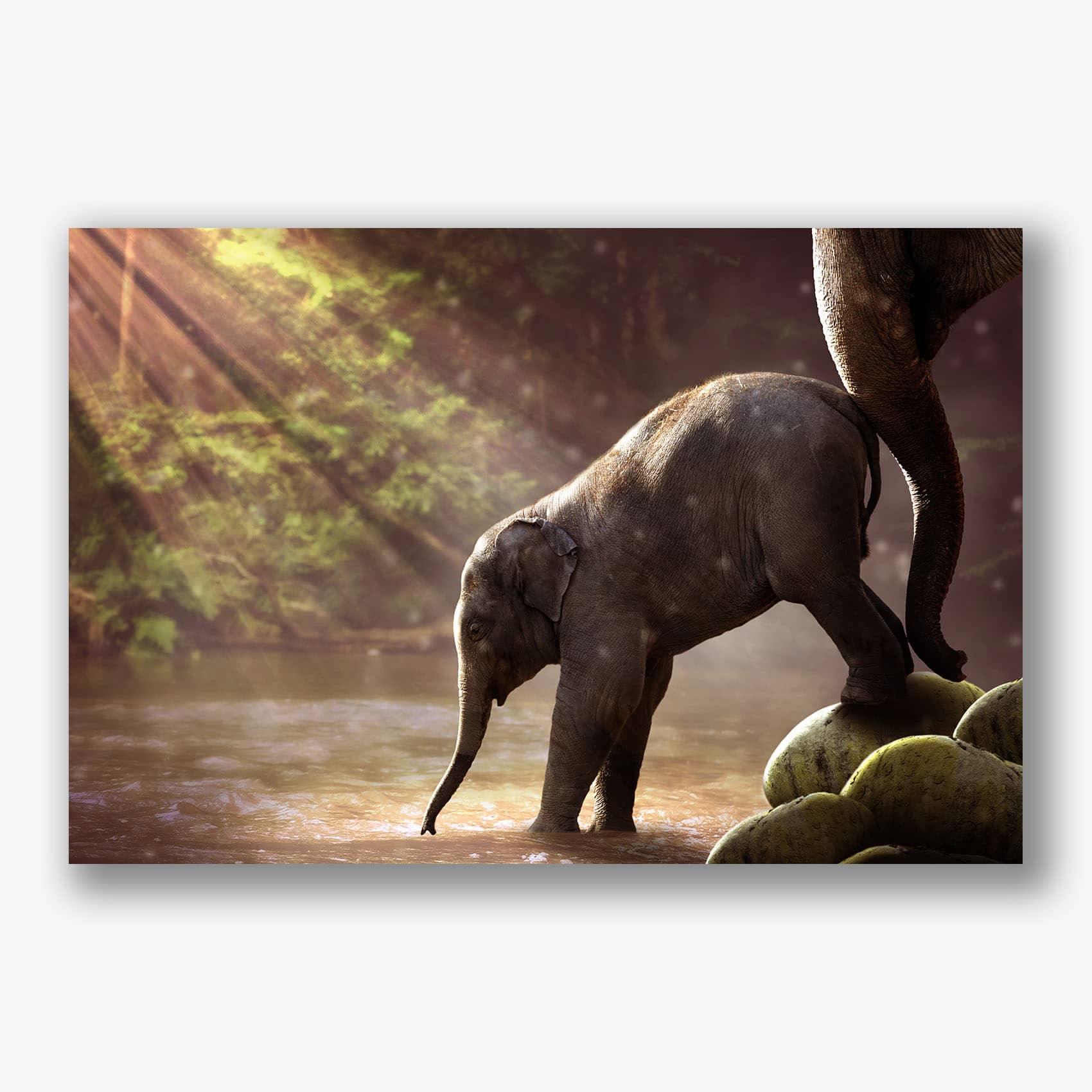 Baby olifant stapt voorzichtig in rivier onder zonnestralen