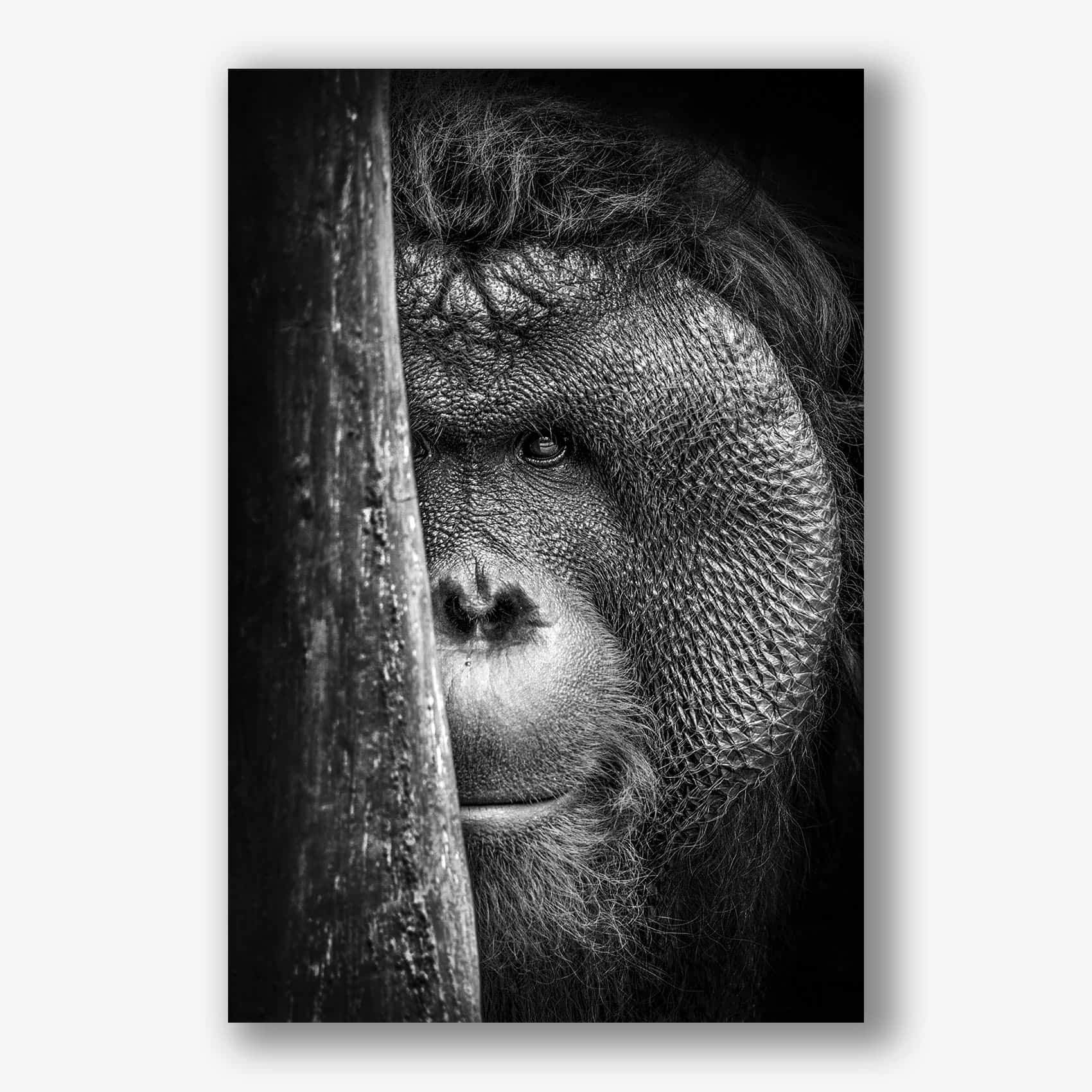 Zwart-wit close-up van orang-oetan deels achter boomstam