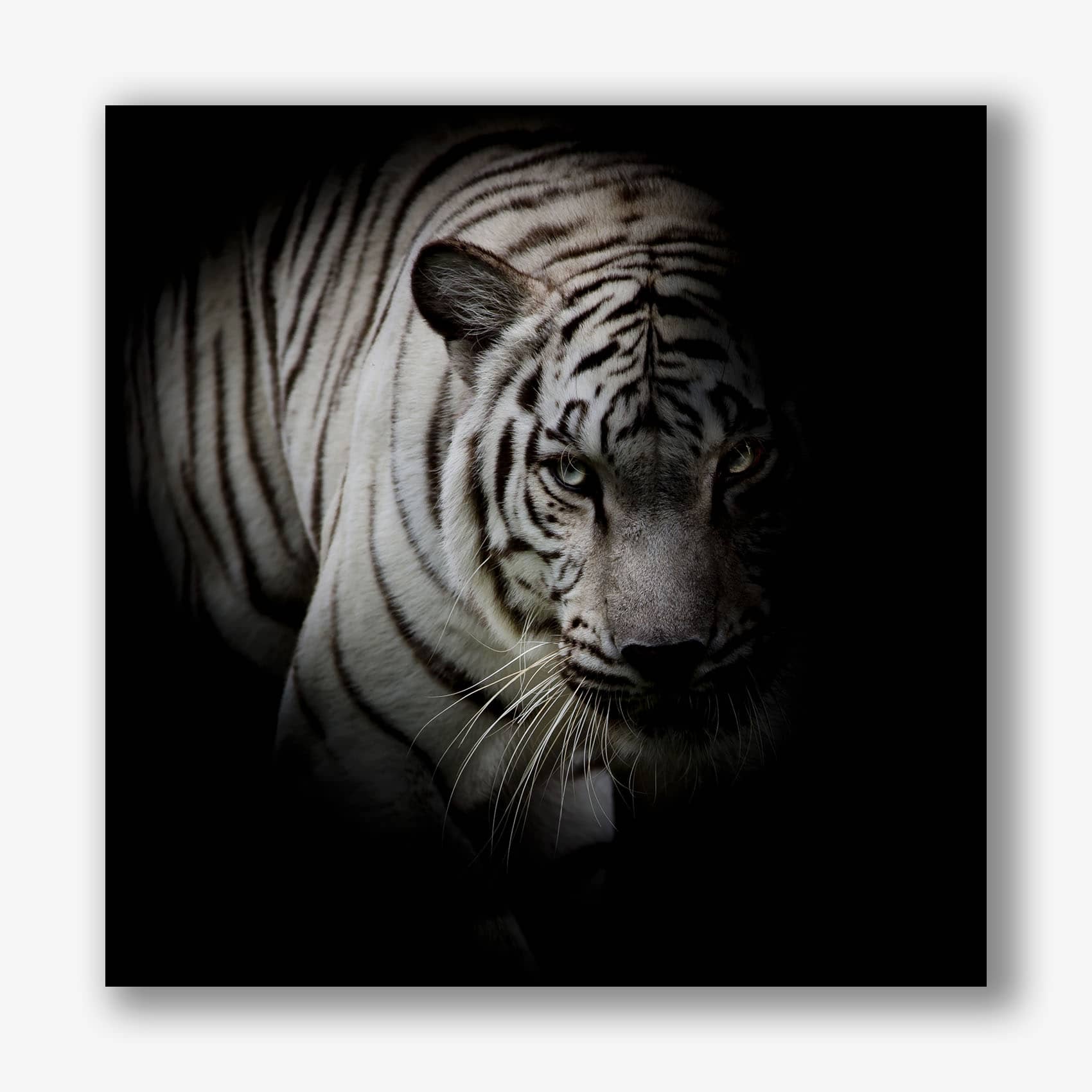 Indrukwekkende close-up van een witte tijger als muurdecoratie