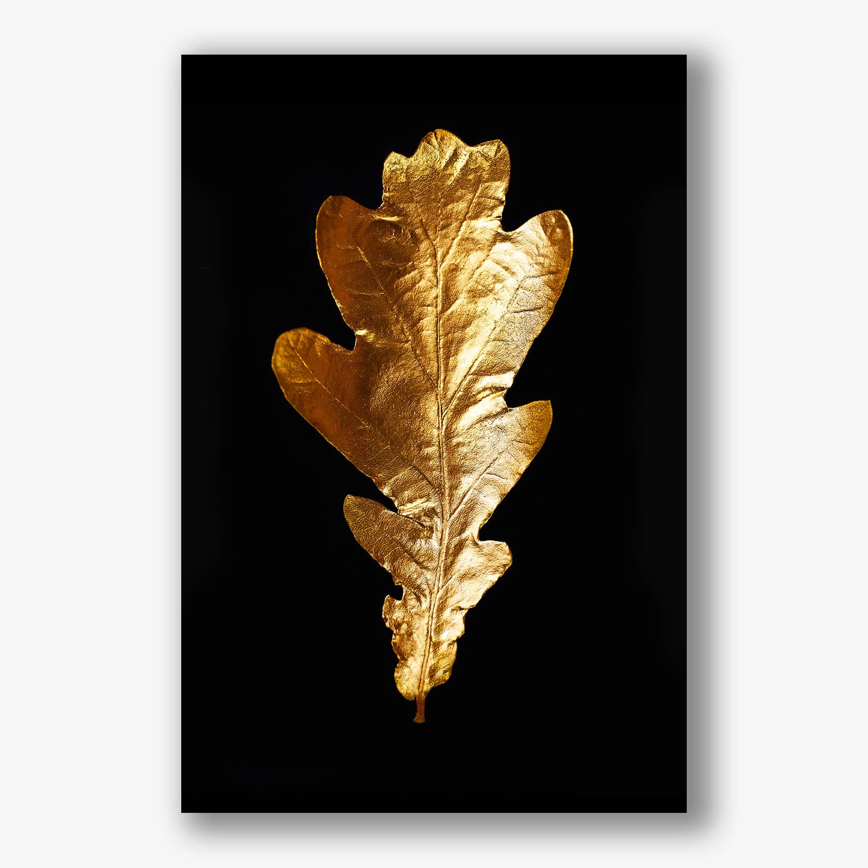 Gouden eikenblad op zwarte achtergrond als luxe canvas schilderij