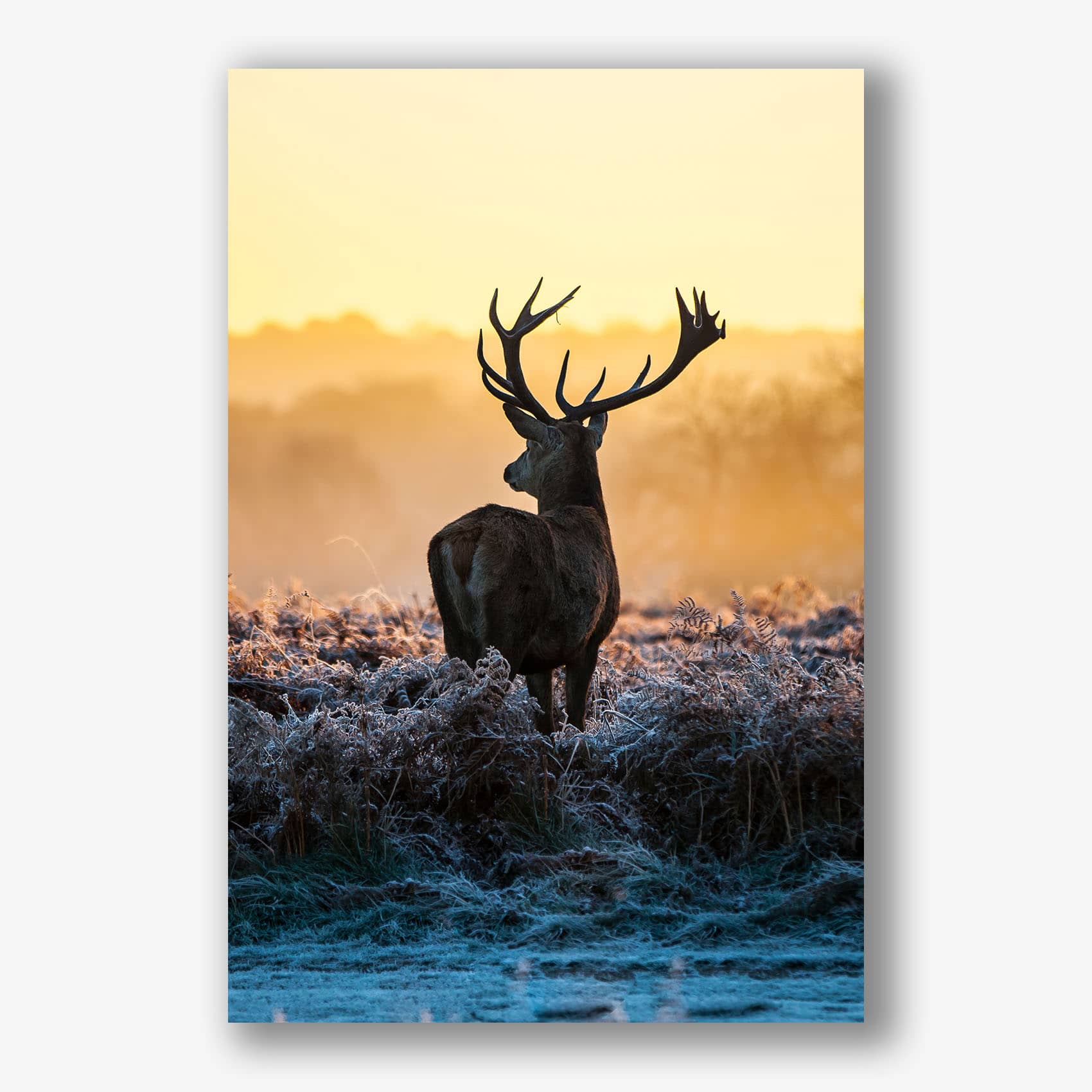 Groot hert kijkt over mistig veld bij zonsopkomst