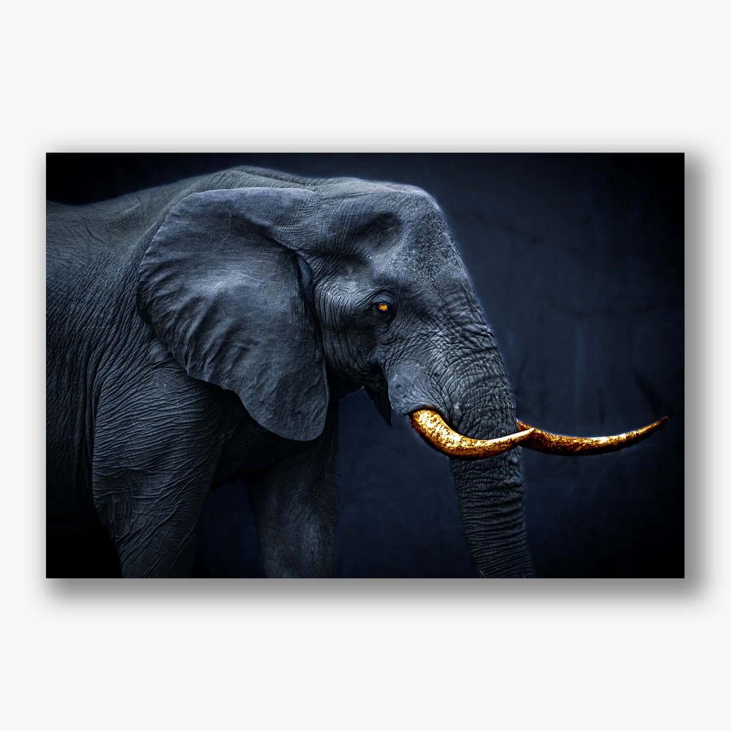 Donkere olifant met gouden slagtanden en een diepblauwe achtergrond 