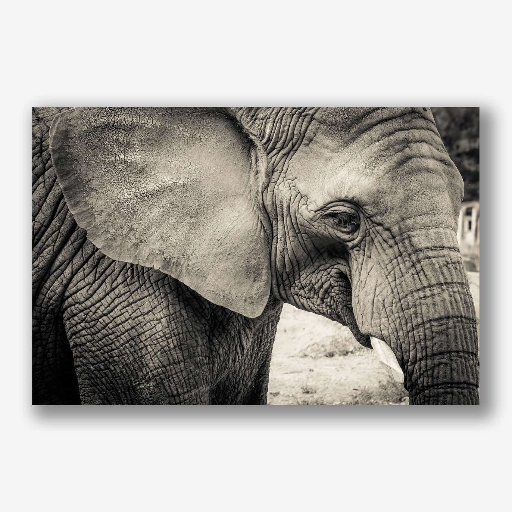Sepia close-up van een olifant met zichtbare huidstructuur als kunstwerk.