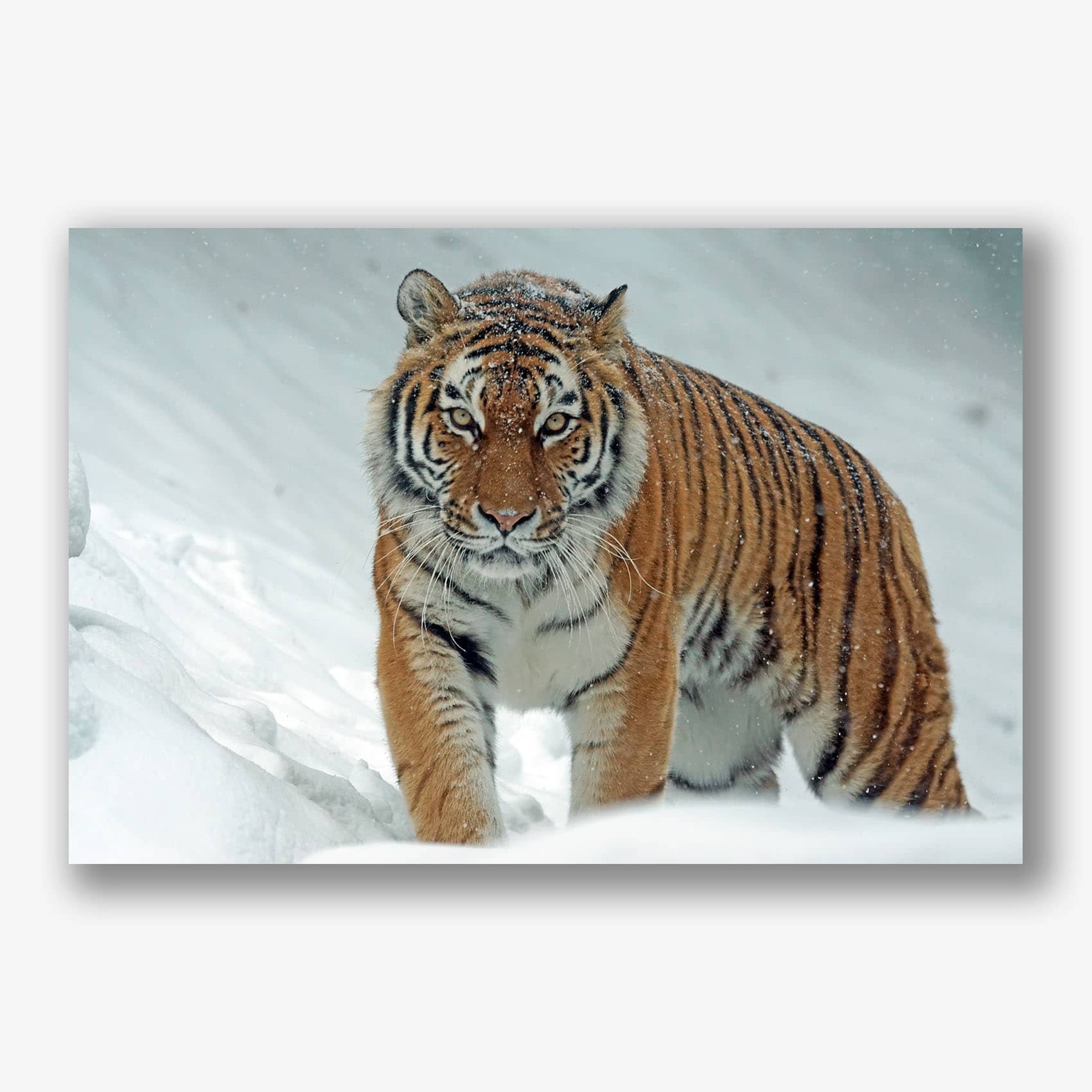 Close-up van een krachtige tijger die door de witte sneeuw loopt, perfect voor een canvas wanddecoratie