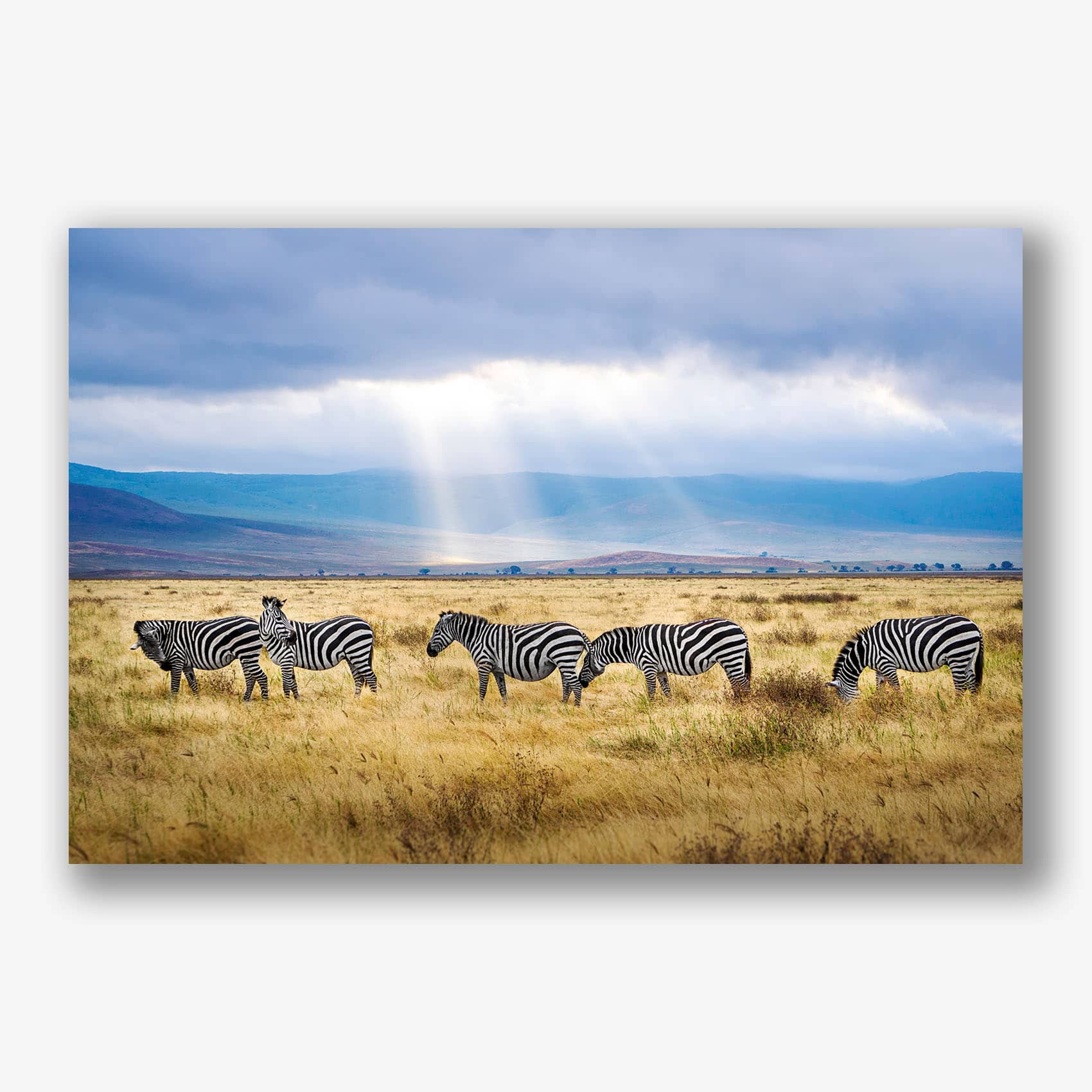 Wanddecoratie met grazende zebra's op de Afrikaanse savanne