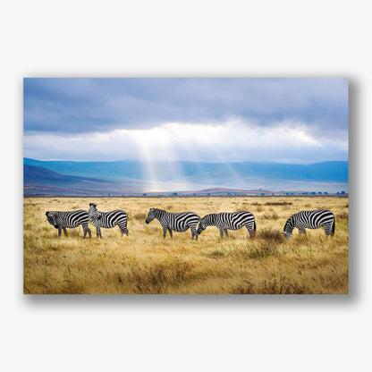Wanddecoratie met grazende zebra's op de Afrikaanse savanne