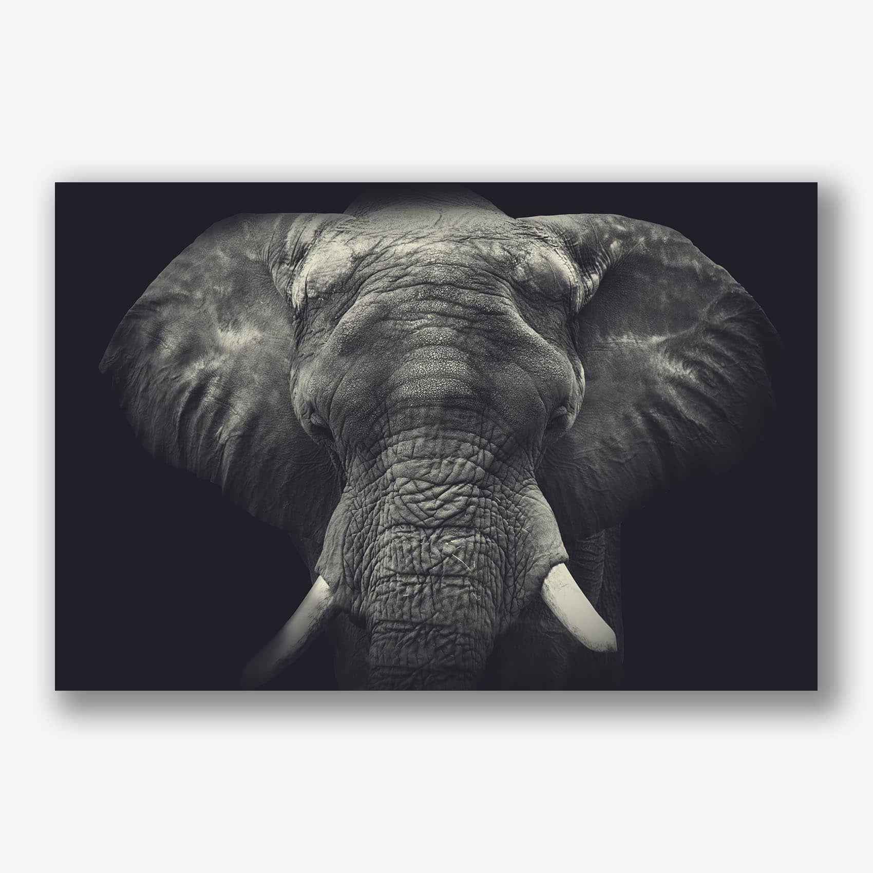 zwart-wit close-up van een olifant op donkere achtergrond als muurdecoratie