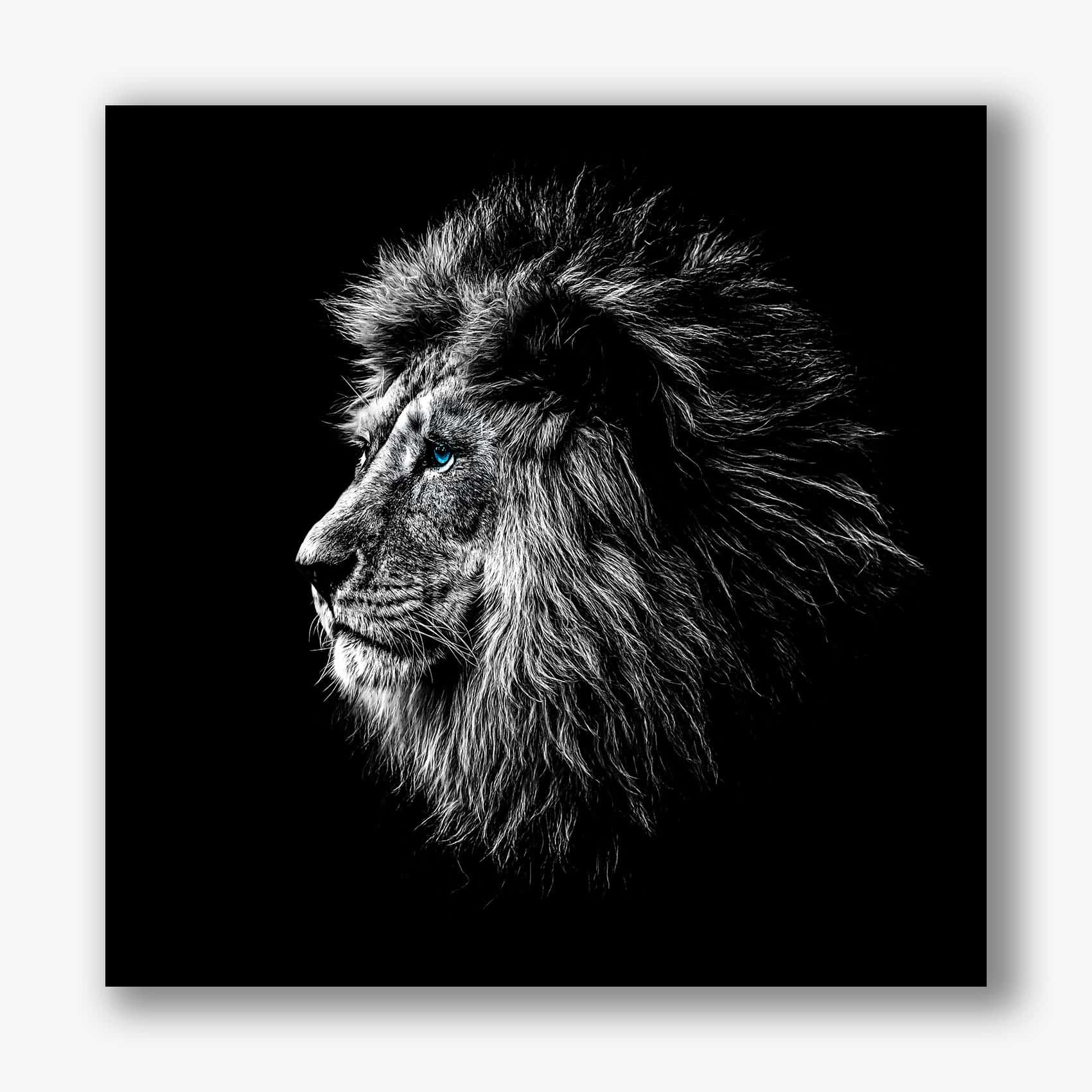 Zwart wit portret van een leeuw met opvallende blauwe ogen op een zwarte achtergrond.