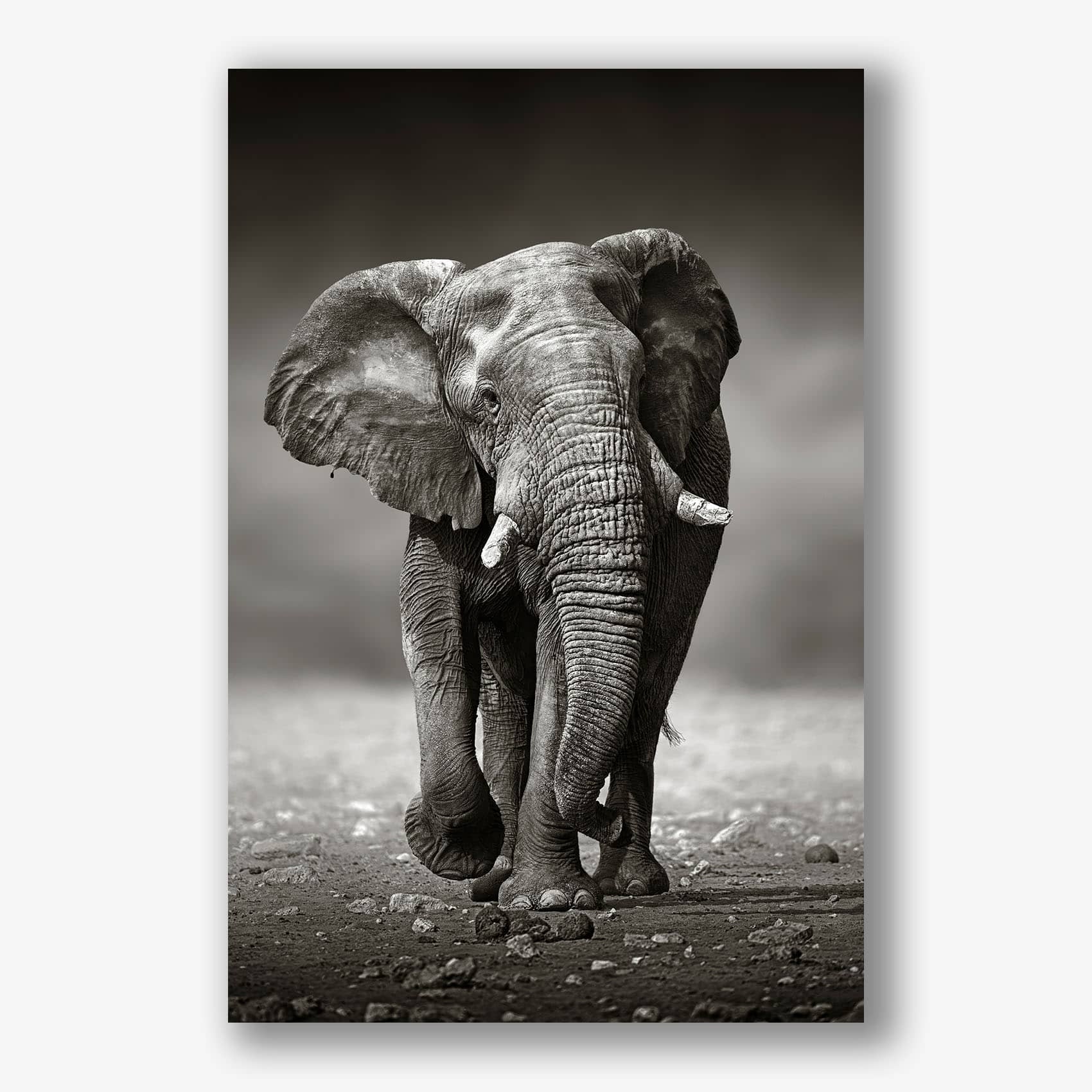 Indrukwekkende zwart-wit close-up van een olifant die over droge grond loopt als muurdecoratie